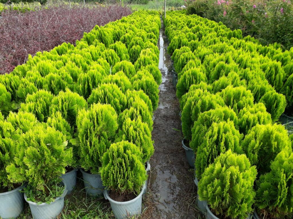 سرو ریسمان سبز از گیاهان آپارتمانی مقاوم به سرما