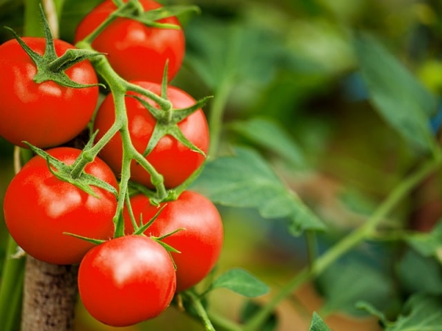 فواید گوجه فرنگی برای سلامت قلب