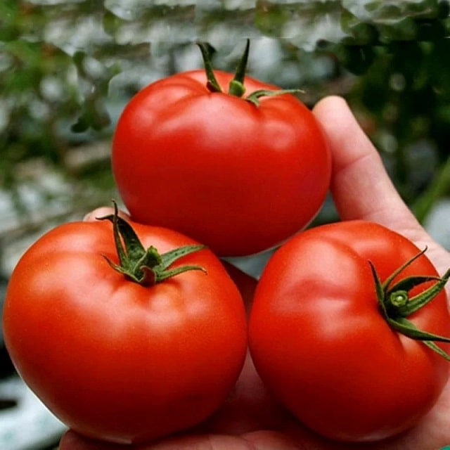 گوجه فرنگی انواع و اندازه های مختلفی دارد