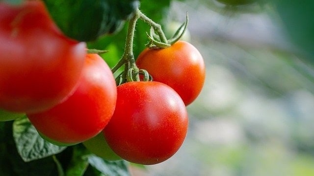ارزش غذایی گوجه فرنگی