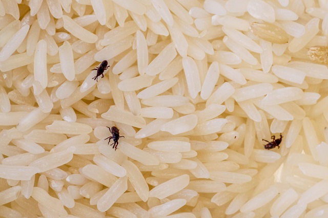 روش‌های از بین بردن حشرات و شپشک برنج ایرانی