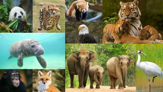 منظور از گونه‌های در خطر انقراض چیست؟