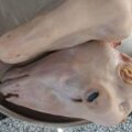 روش های تمیز کردن کله پاچه