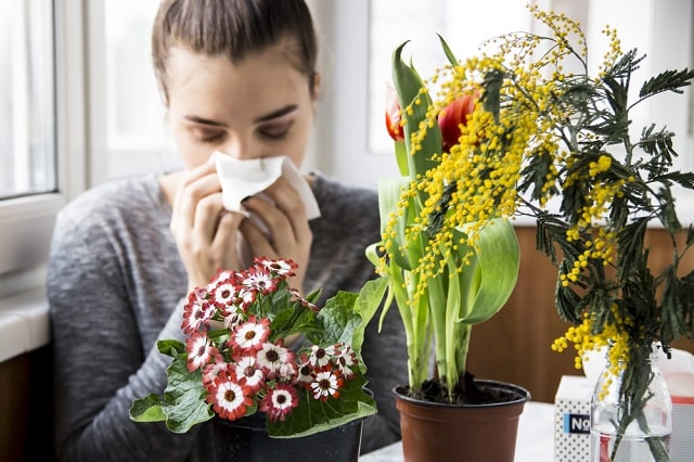 چرا برخی از گیاهان آپارتمانی حساسیت‌زا هستند؟