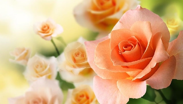 گل رز گلبهی یا هلویی نماد صمیمیت و رابطه نزدیک بین زوج‌ها است