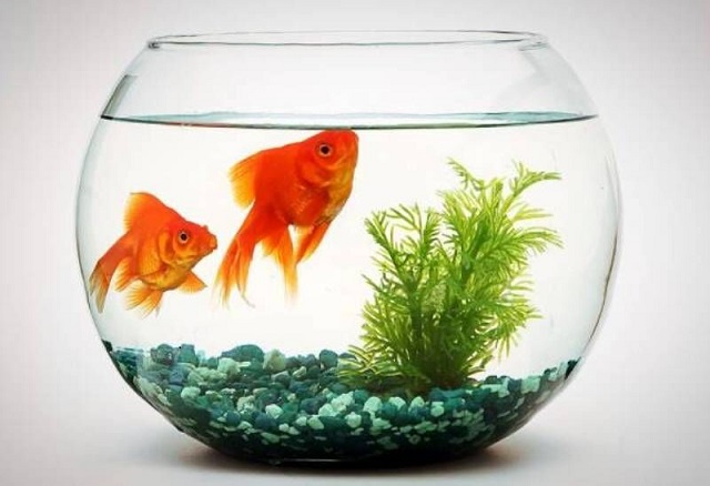 ماهی‌ قرمز عید چقدر عمر می‌کند؟