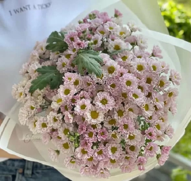 گل‌های محبوب داوودی نماد دوستی در ولنتاین