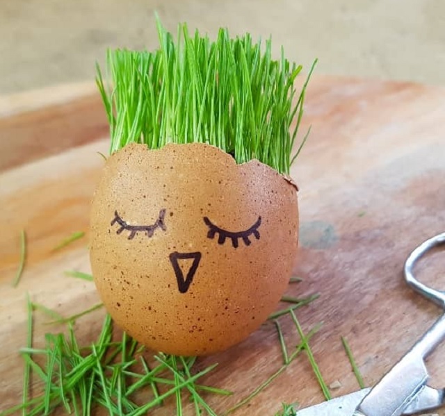 بهترین زمان برای سبز کردن سبزه در تخم مرغ