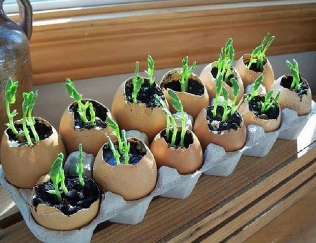 نکات و فوت و فن‌های سبز کردن سبزه در تخم مرغ