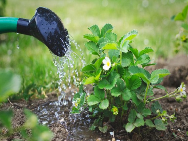 ۱۳ روش‌ آسان صرفه جویی آبیاری باغچه در تابستان و زمستان