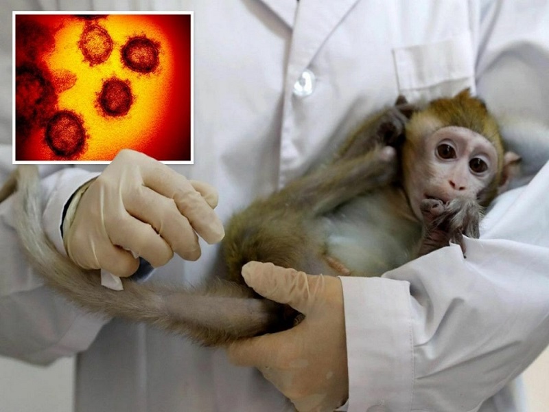 آبله میمون | علائم و نشانه‌ها،‌ راه‌های انتقال و پیشگیری