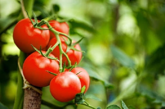 کاشت گوجه فرنگی در تابستان