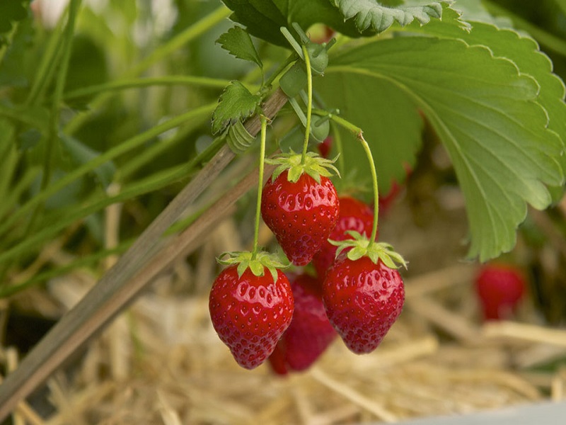 آموزش گام به گام کاشت و پرورش توت فرنگی در گلدان و باغچه