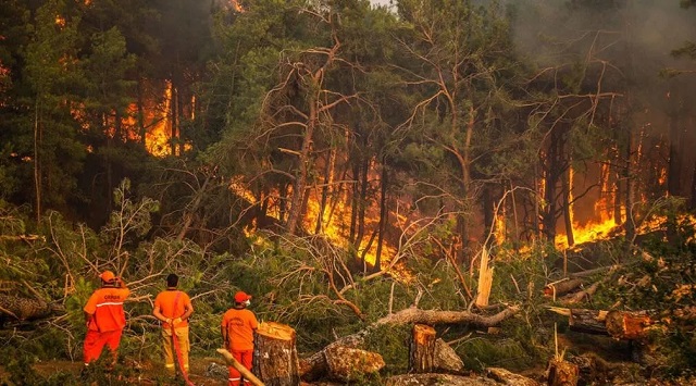 آتش‌سوزی‌های جنگلی چطور ایجاد می‌شوند؟