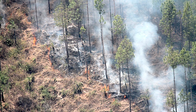 فرق آتش‌سوزی‌ در جنگل با بقیه آتش‌سوزی‌ها چیست؟