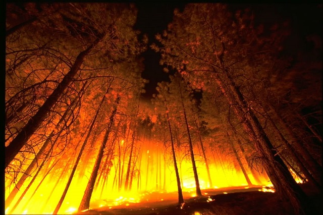 آتش سوزی جنگل در تابستان؛ چرا و چگونه؟