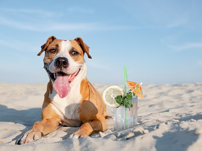 10 روش مراقبت از حیوانات خانگی در فصل تابستان