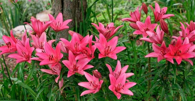 گل‌های لیلیوم با نام‌های «سوسن و زنبق رشتی» هم شناخته می‌شوند