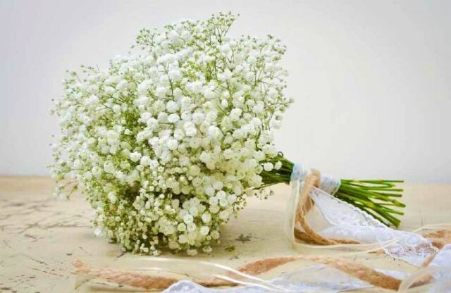 گل ژیپسوفیلا یا گل عروس