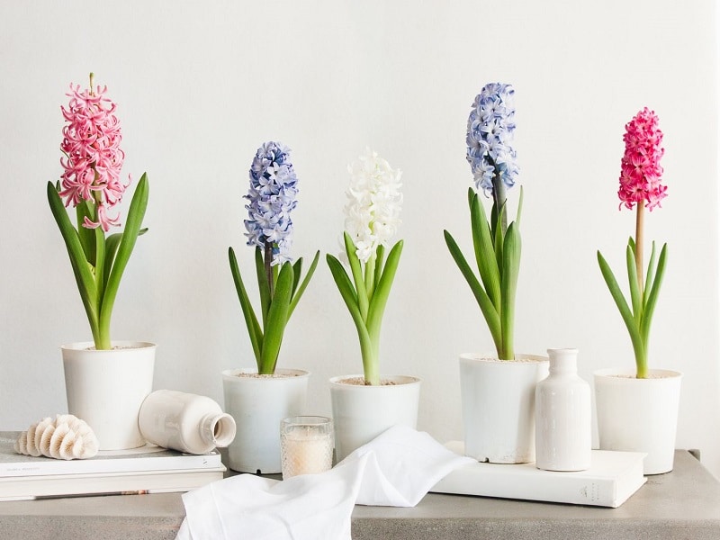 ۳ روش کاشت سنبل رنگی در گلدان، آب و باغچه برای عید نوروز