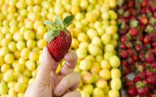 در صورت حساسیت به توت قرمز یا توت فرنگی از خوردن چه چیزهای دیگری اجتناب کنیم؟