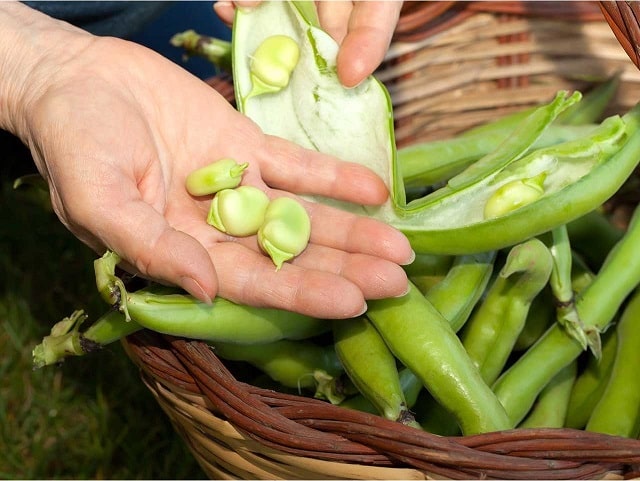 نکات مهم در انتخاب باقالی سبز برای خشک کردن