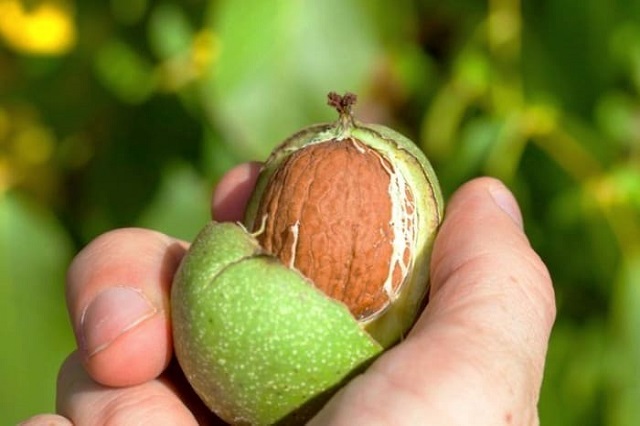 بهترین روش پوست کندن گردو تازه