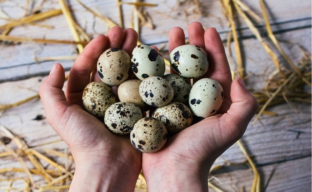 نکات مهم در راهنمای خرید تخم بلدرچین