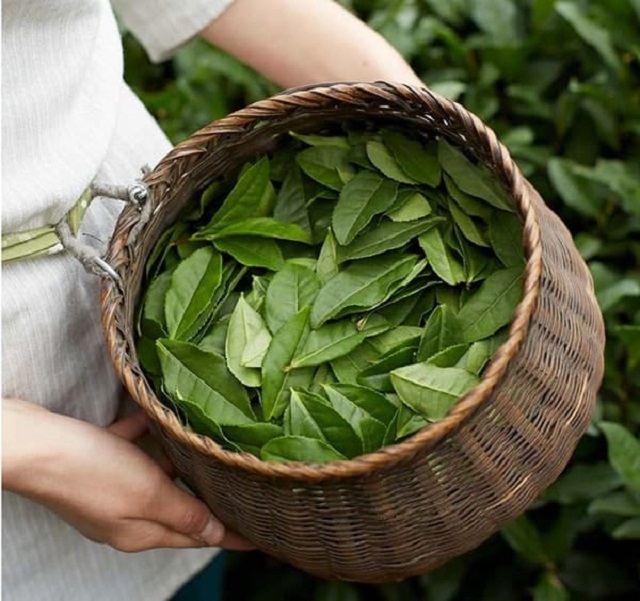 نکات مهم در بررسی راهنمای خرید چای سبز