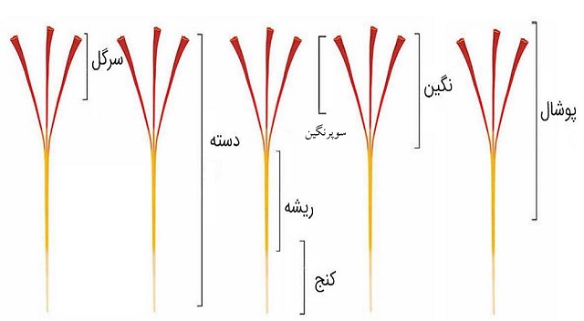 انواع زعفران انواع زعفران