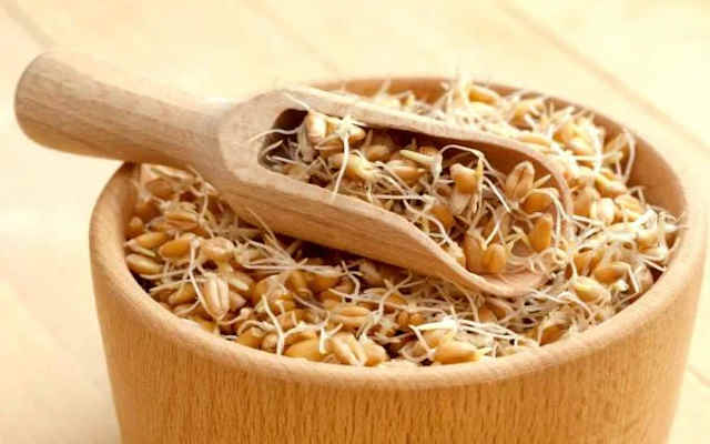 فوت و فنهای تهیه جوانه گندم فوت و فنهای تهیه جوانه گندم