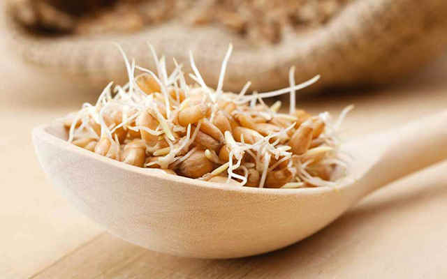 مراحل طرز تهیه جوانه گندم در سینی مراحل طرز تهیه جوانه گندم در سینی