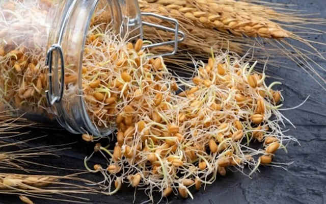 طرز تهیه جوانه گندم با سینی در یک نگاه طرز تهیه جوانه گندم با سینی در یک نگاه