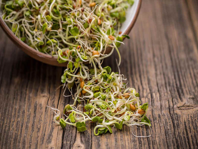 طرز تهیه جوانه گندم