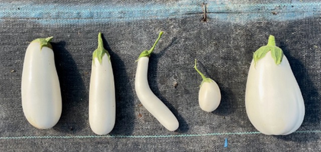 بادمجان سفید و کمک به سلامت پوست بادمجان سفید و کمک به سلامت پوست