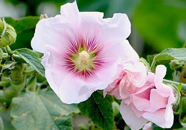 آیا گل ختمی برای پوست‌های حساس مناسبه