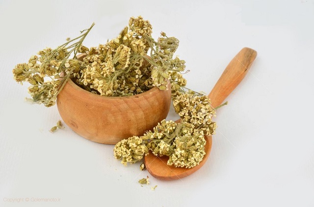 بررسی طبع بومادران در طب سنتی و مصلحهای آن بررسی طبع بومادران در طب سنتی و مصلحهای آن
