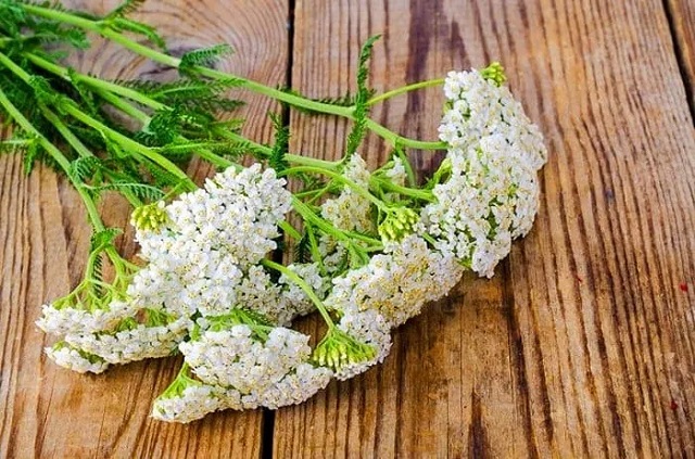 عوارض جانبی و ممنوعیتهای مصرف عوارض جانبی و ممنوعیتهای مصرف