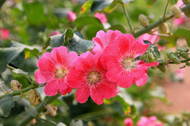 تفاوت خواص گل ختمی سفید، زرد و بنفش؛ کدام یک قوی‌تر است؟