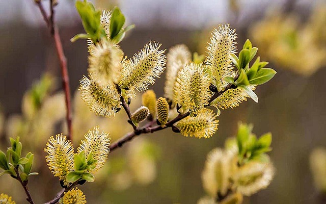 فواید بیدمشک برای بهبود هضم و سیستم گوارش فواید بیدمشک برای بهبود هضم و سیستم گوارش