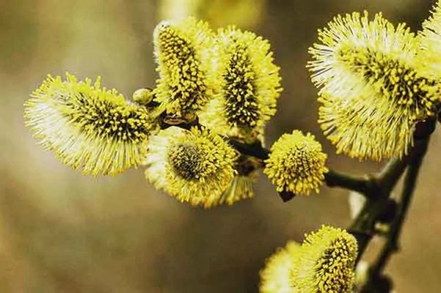 آیا عرق بیدمشک برای کودکان قابل استفادهست؟ آیا عرق بیدمشک برای کودکان قابل استفادهست؟