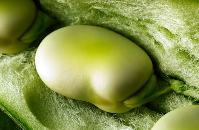 خواص باقالی برای لاغری و کنترل اشتها خواص باقالی برای لاغری و کنترل اشتها