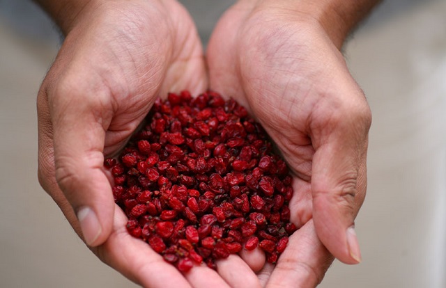 راهنمای خرید زرشک کوهی (زرشک سیاه) 