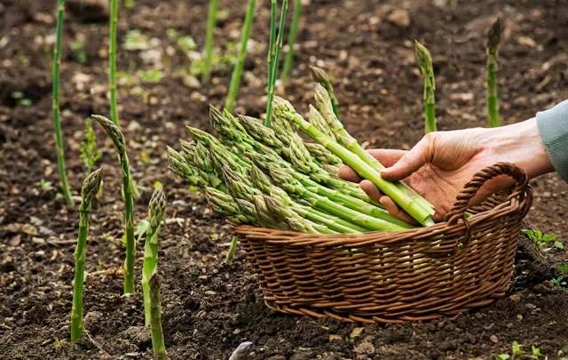 مارچوبه چیست؟ آشنایی با ارزش غذایی این گیاه لوکس و مقوی