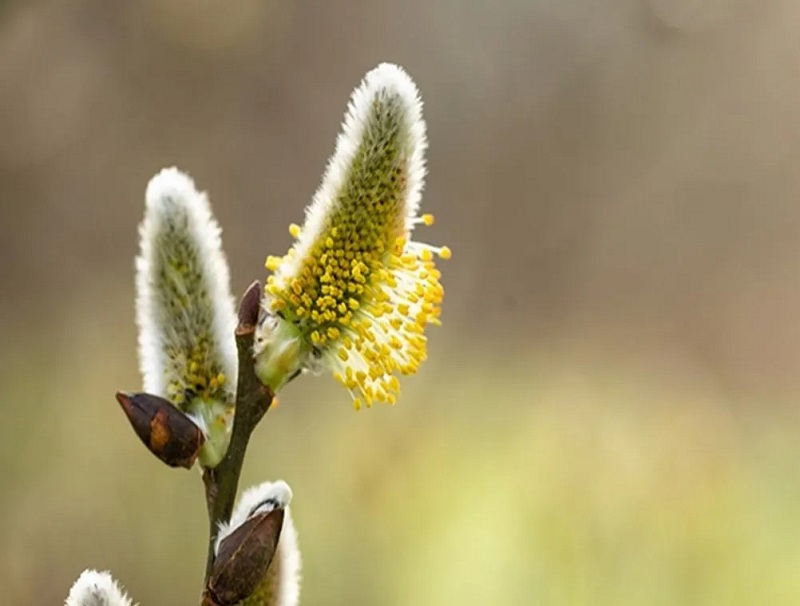 15 خواص عرق بیدمشک | عوارض و تداخلات دارویی | طبع و مصلح | بهترین زمان مصرف