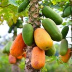 پاپایا چیست و چه خواصی داره؟