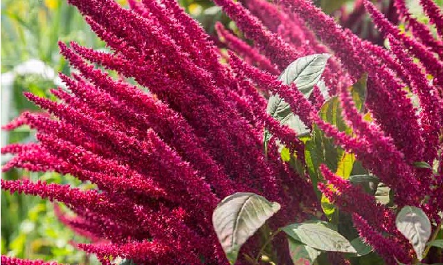 خواص آمارانت برای سلامتی
