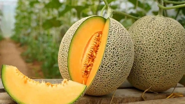تفاوت اصلی بین گرمک، طالبی، ملون و شاه ‌پسند در چیست؟