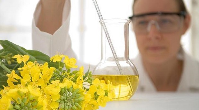 روغن کانولا چیست و از چه گیاهی تهیه میشود؟ روغن کانولا چیست و از چه گیاهی تهیه میشود؟