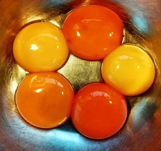 رنگ زرده تخم مرغ به چه چیزی بستگی دارد؟ رنگ زرده تخم مرغ به چه چیزی بستگی دارد؟
